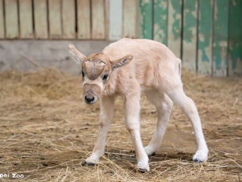 冬日新生命報到！臺北市立動物園弓角羚羊寶寶誕生，保育員暖心接力守護成長